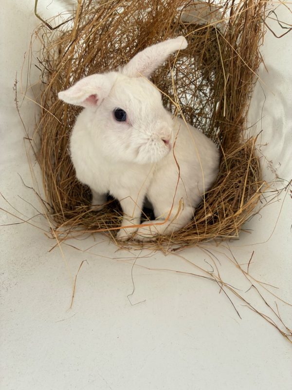MOCHI - Rongeur Lapin à adopter - photo 2