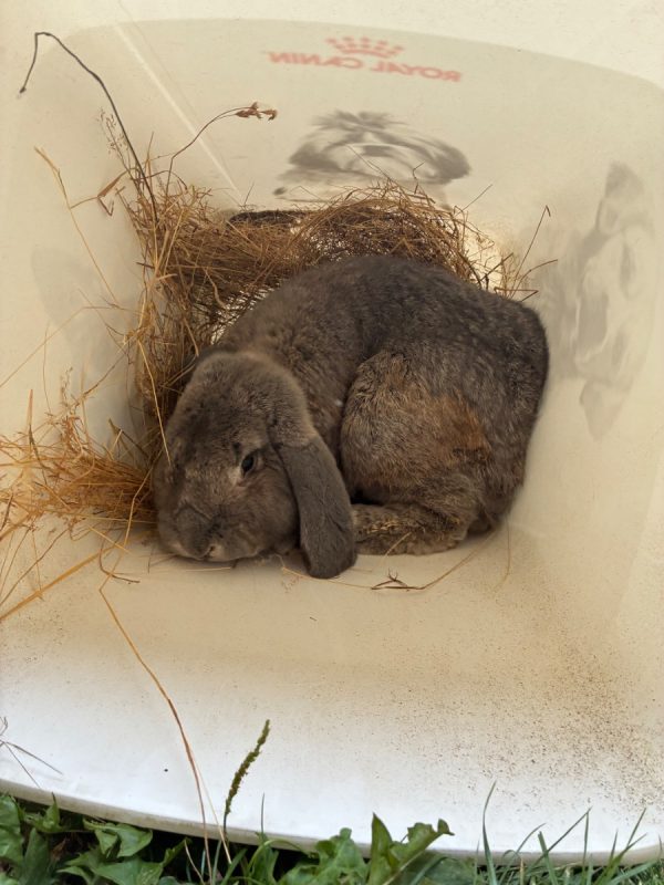 ALADIN - Rongeur Lapin à adopter - photo 2