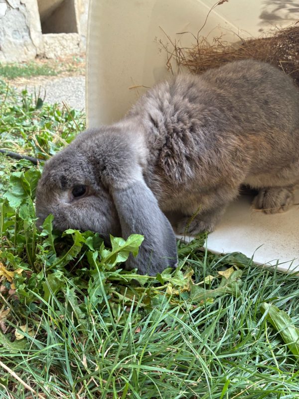 ALADIN - Rongeur Lapin à adopter - photo 4