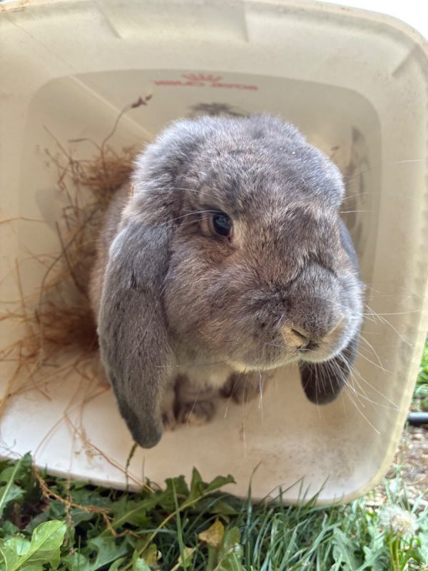 ALADIN - Rongeur Lapin à adopter