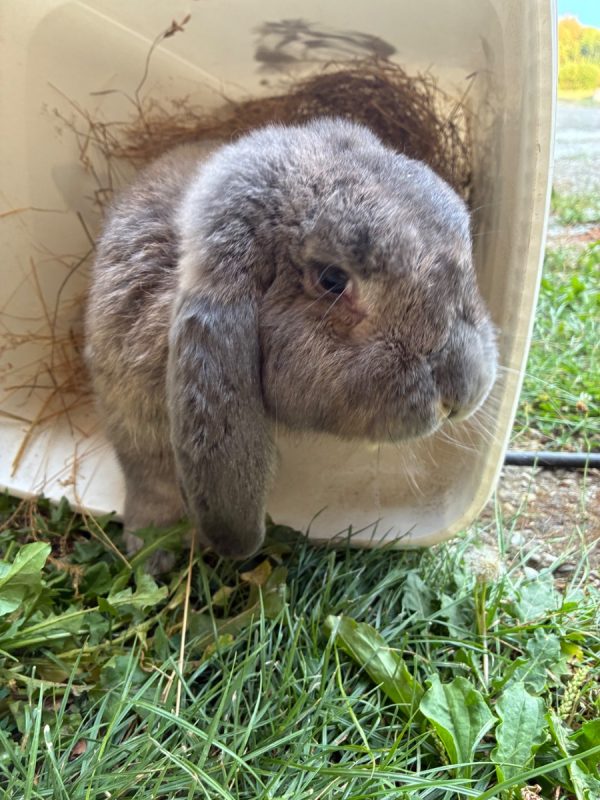 ALADIN - Rongeur Lapin à adopter - photo 3