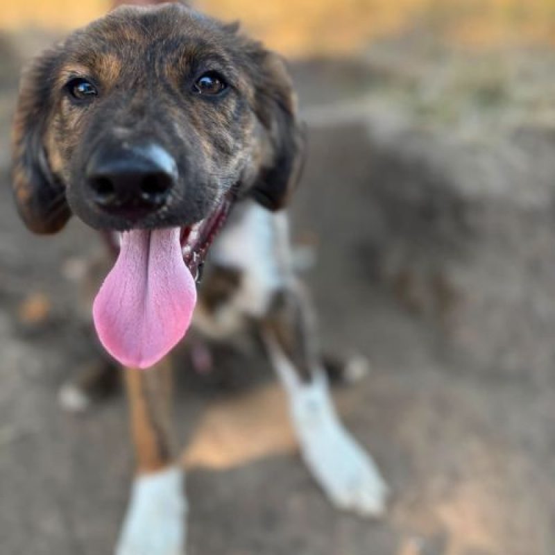 BROWNIE - Chien à adopter - photo 4