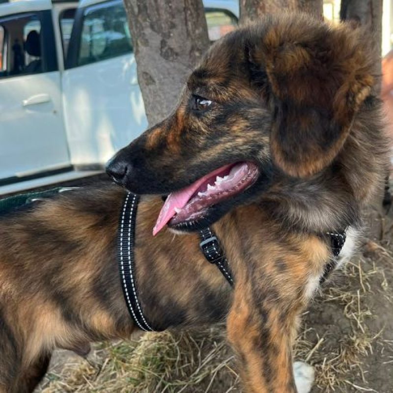 BROWNIE - Chien à adopter