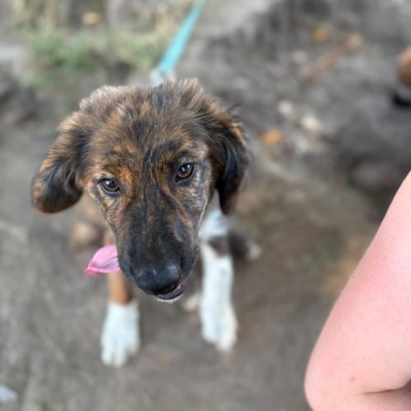 BROWNIE - Chien à adopter - photo 3