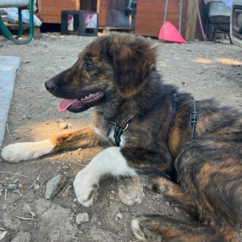 BROWNIE - Chien à adopter - photo 5