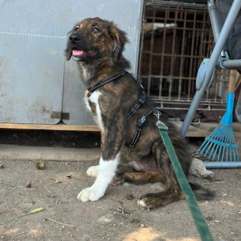 BROWNIE - Chien à adopter - photo 2