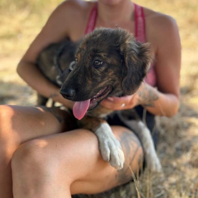 BROWNIE - Chien à adopter - photo 6