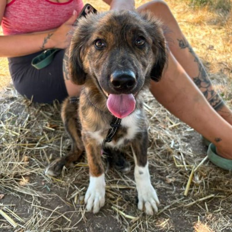 BROWNIE - Chien à adopter - photo 8