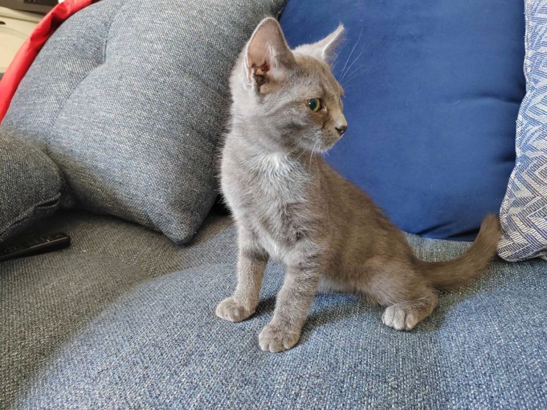 BOURBON - Chat Européen à adopter