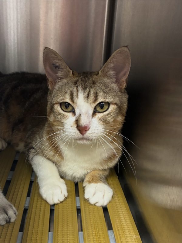 Douce - Chat Européen à adopter