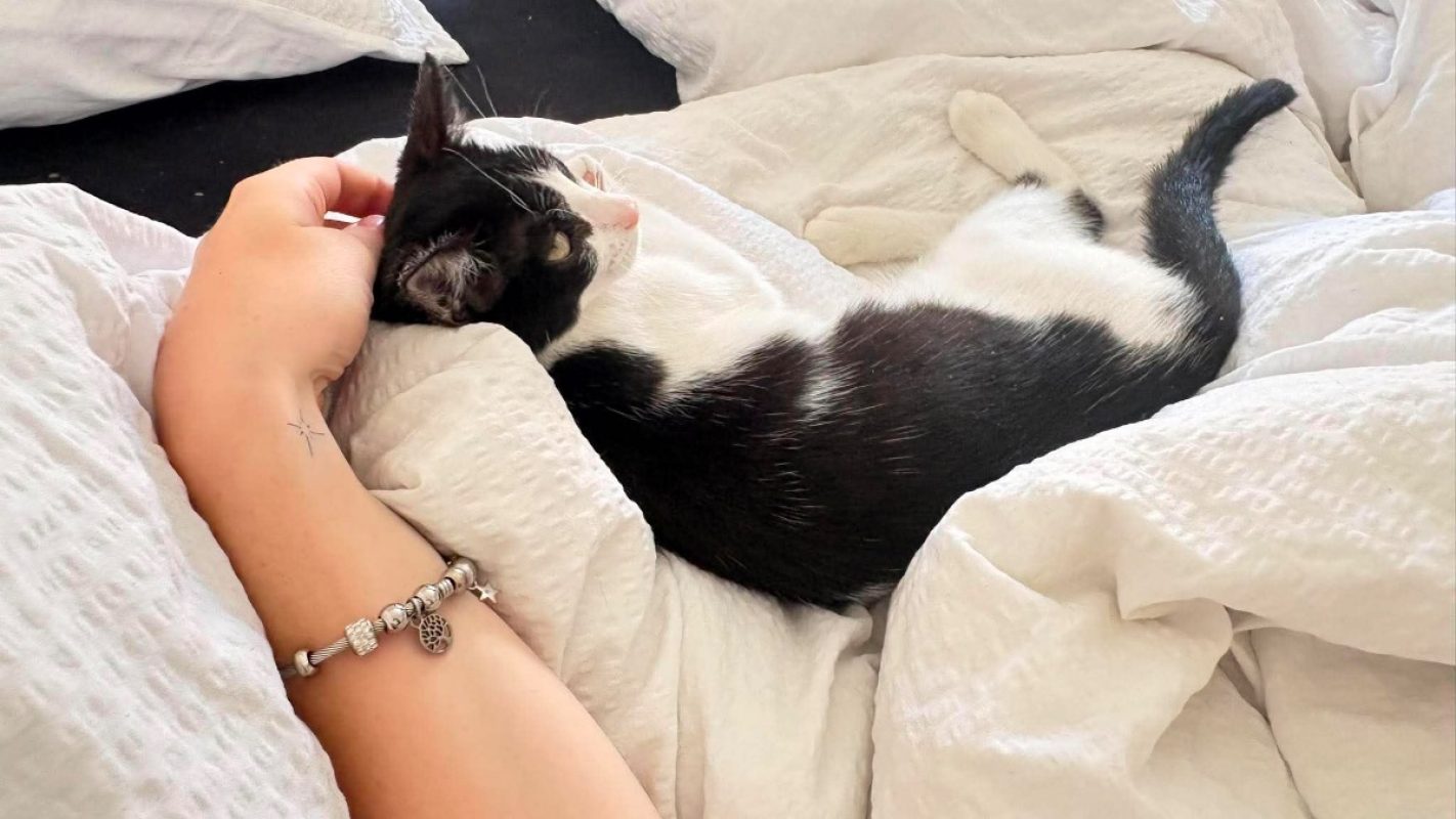 TAYCO - Chat Européen à adopter