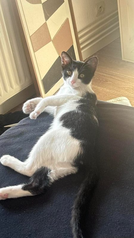 TAYCO - Chat Européen à adopter - photo 2