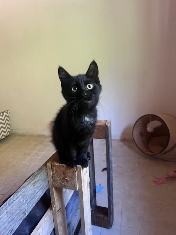 ONYX - Chat Européen à adopter