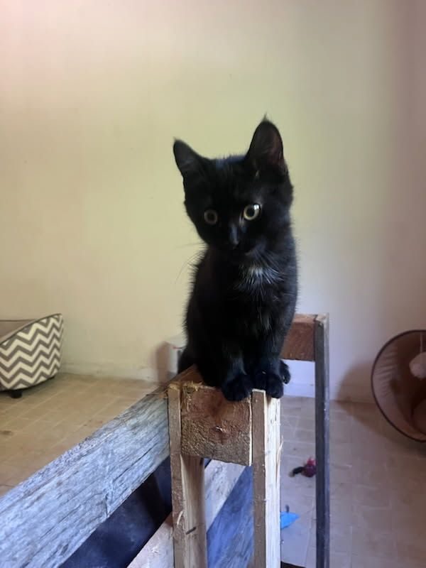 ONYX - Chat Européen à adopter - photo 3