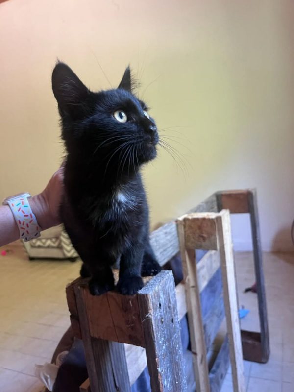 ONYX - Chat Européen à adopter - photo 2