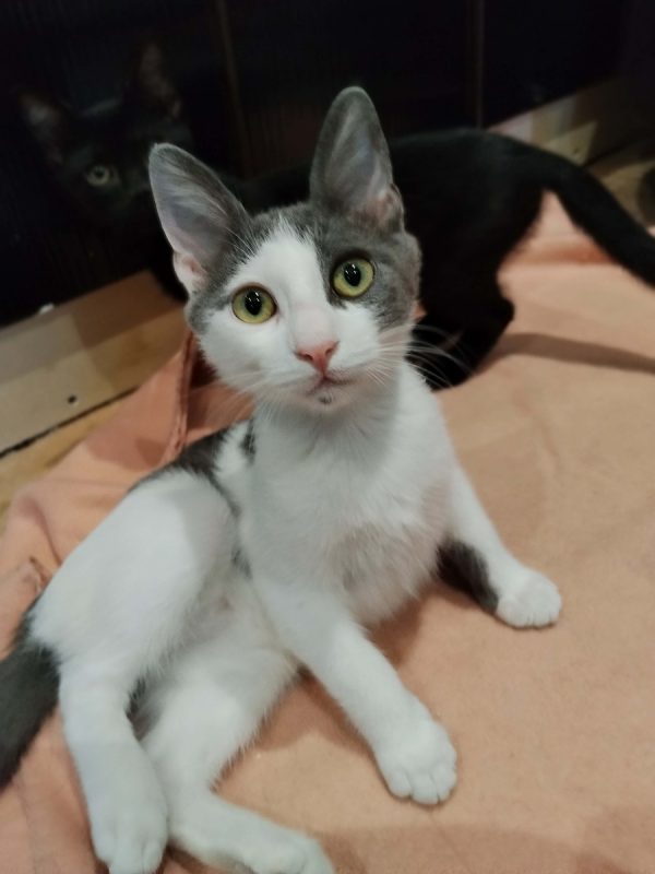 SUSHI - Chat Européen à adopter