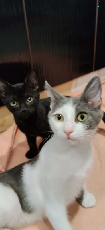 SUSHI - Chat Européen à adopter - photo 3