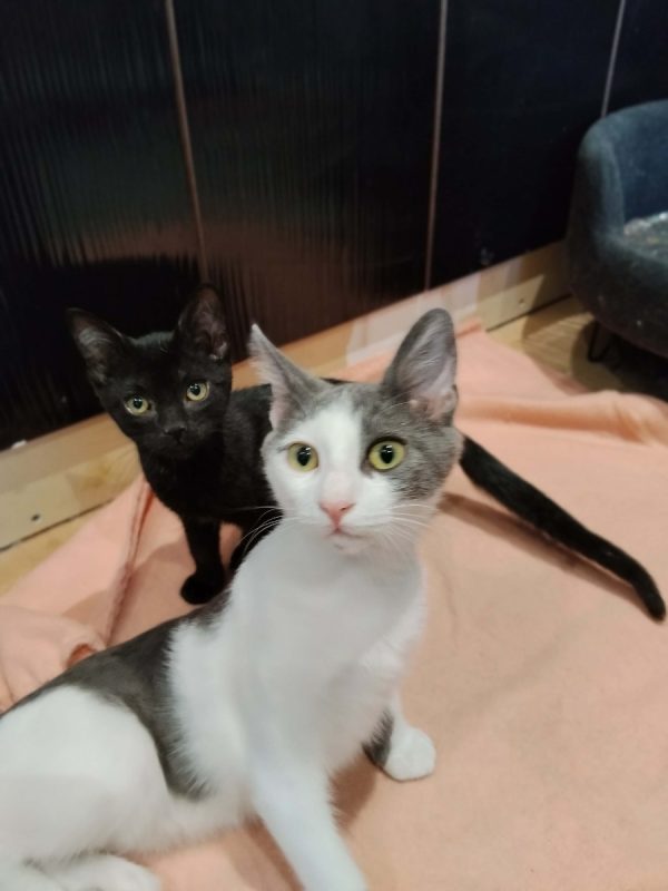 SUSHI - Chat Européen à adopter - photo 2
