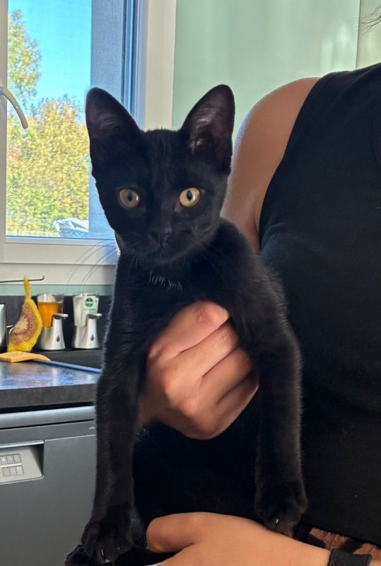 Nounours - Chat à adopter