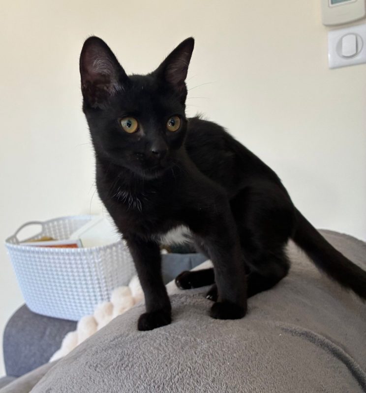 Nounours - Chat à adopter - photo 2