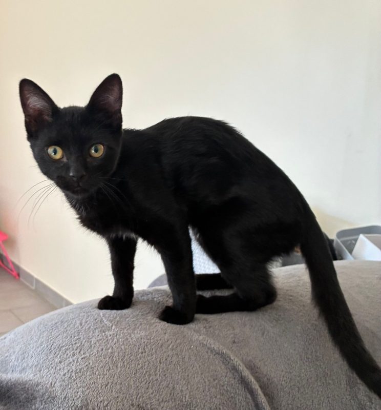Nounours - Chat à adopter - photo 3
