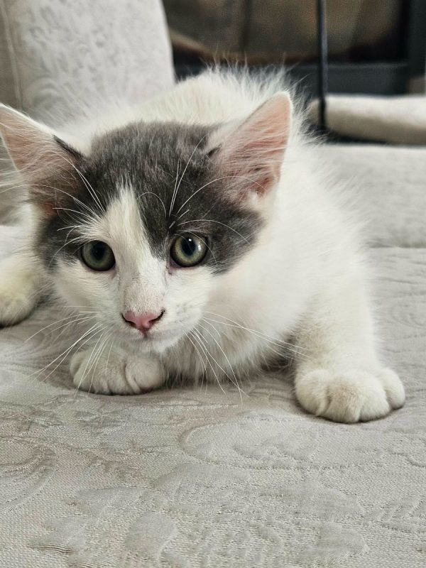 BALISTO - Chat Européen à adopter