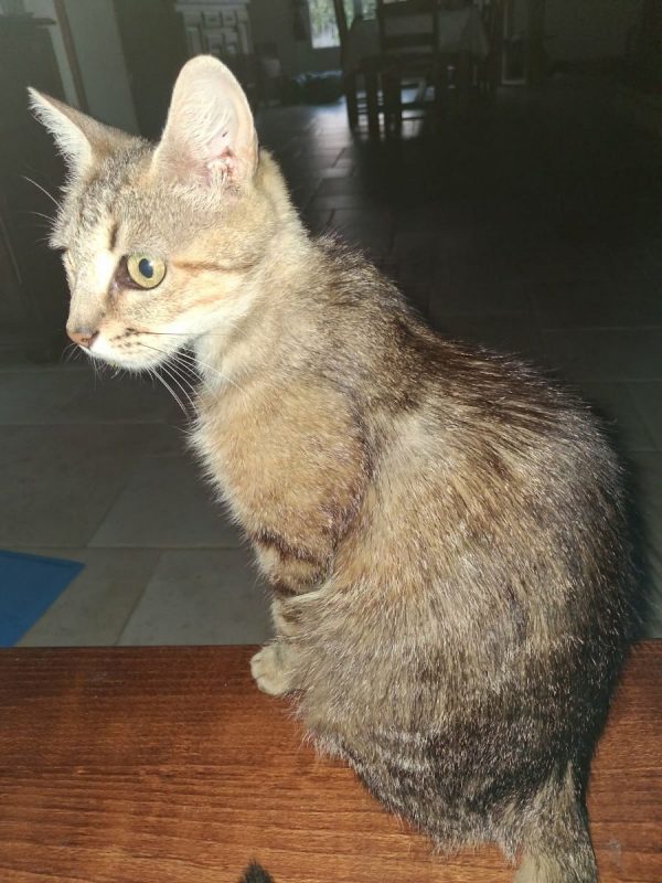 BELLAIA - Chat Européen à adopter