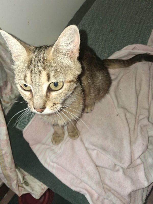 BELLAIA - Chat Européen à adopter - photo 2