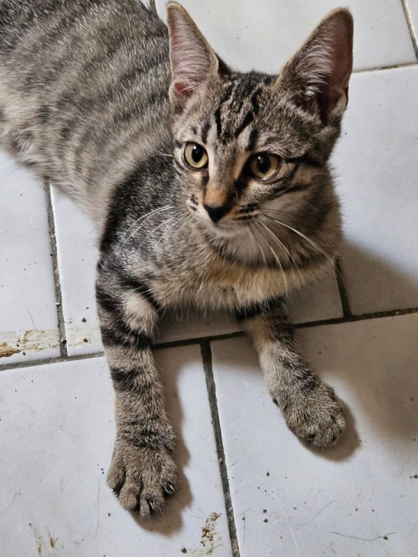 BISCOTTE - Chat Européen à adopter