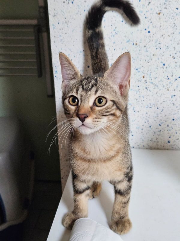 BLINIS - Chat Européen à adopter