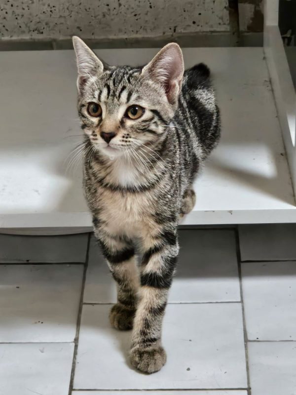BROWNIE - Chat Européen à adopter