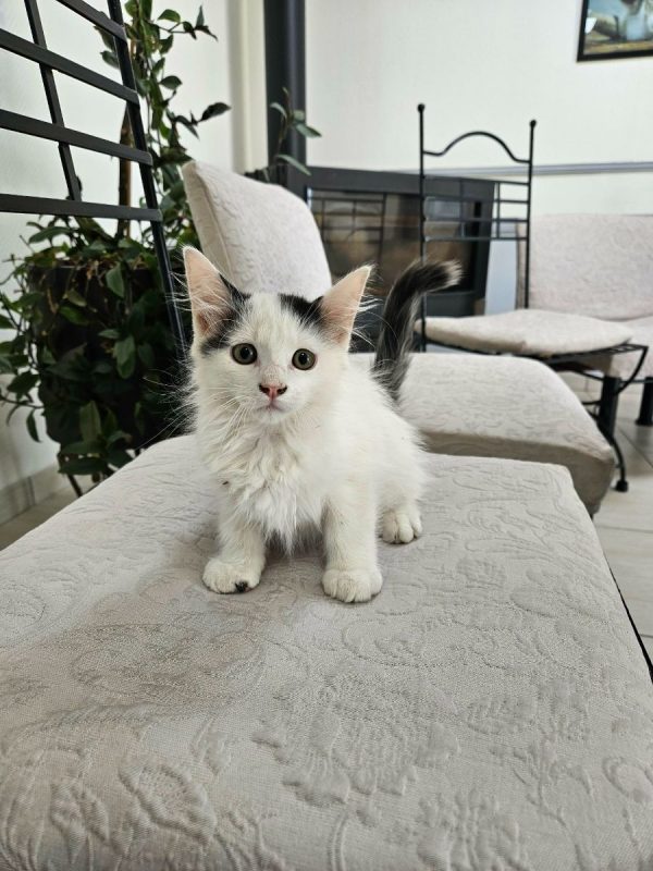 BURGER - Chat Européen à adopter