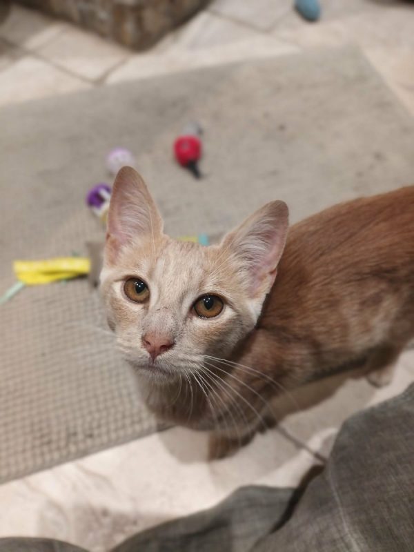 JIM - Chat Européen à adopter
