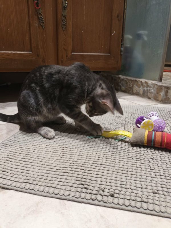 JULES - Chat Européen à adopter - photo 2