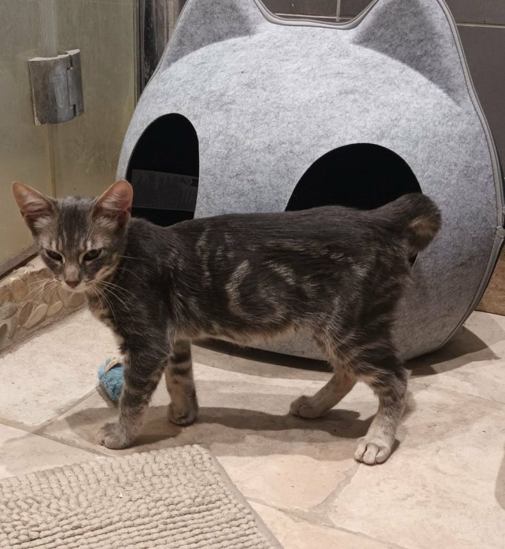 JULES - Chat Européen à adopter
