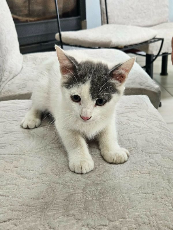 TOASTY - Chat Européen à adopter
