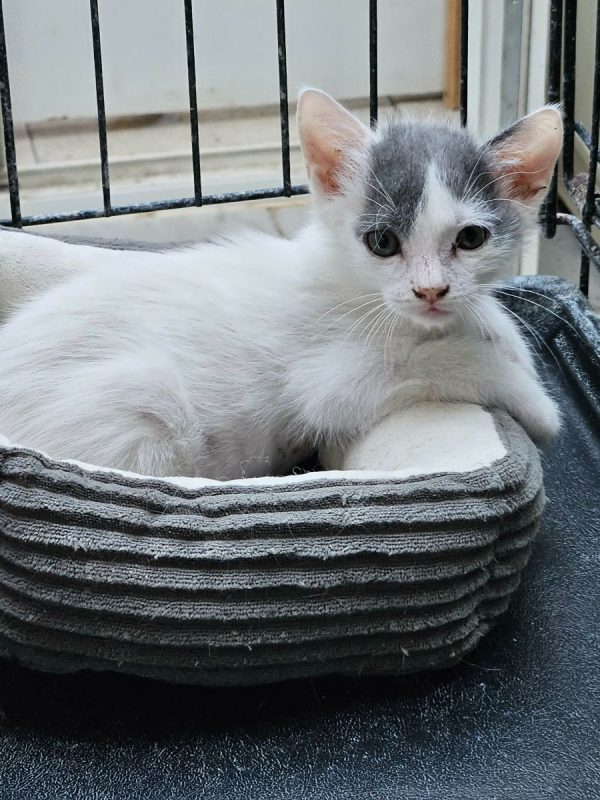 ZEBULON - Chat Européen à adopter