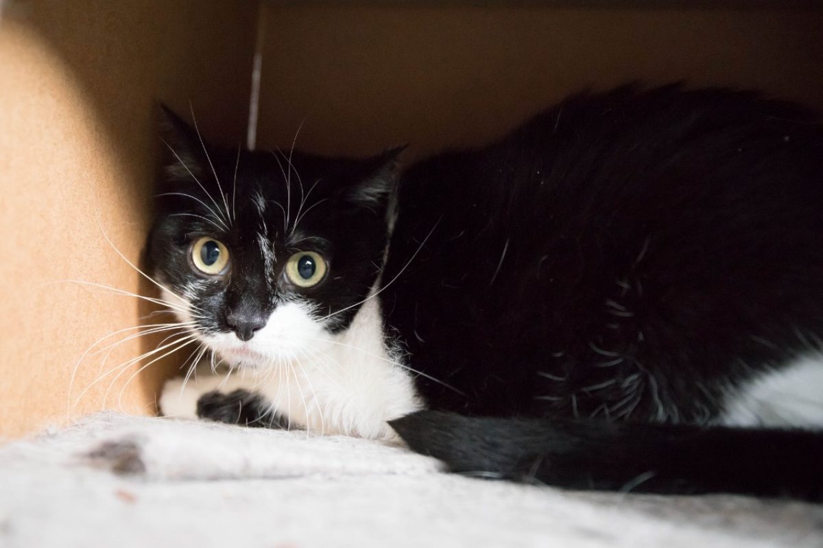 Pepite dit mikasa - Chat Européen à adopter