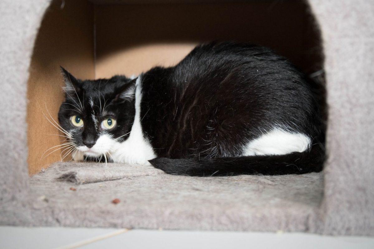 Pepite dit mikasa - Chat Européen à adopter - photo 2