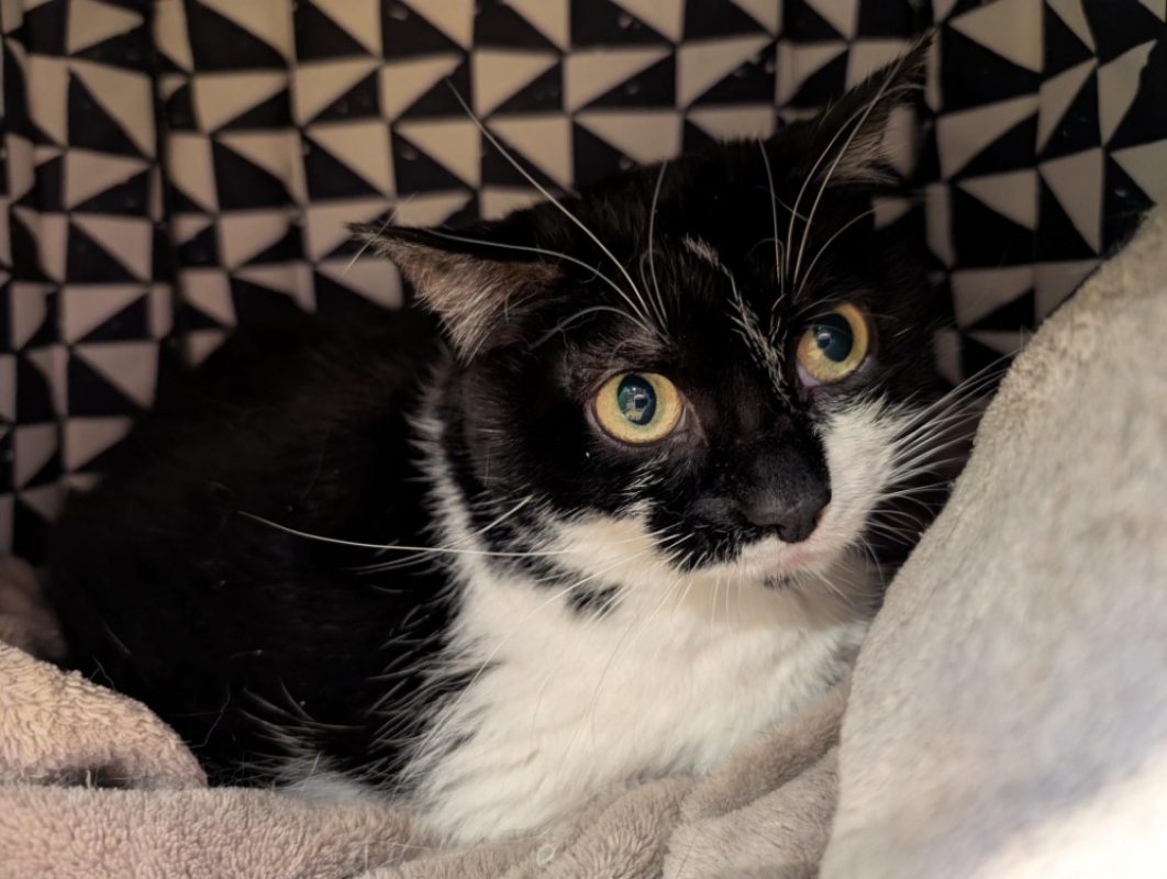 Pepite dit mikasa - Chat Européen à adopter - photo 3