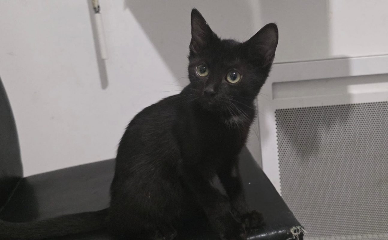 Berlioz - Chat Européen à adopter