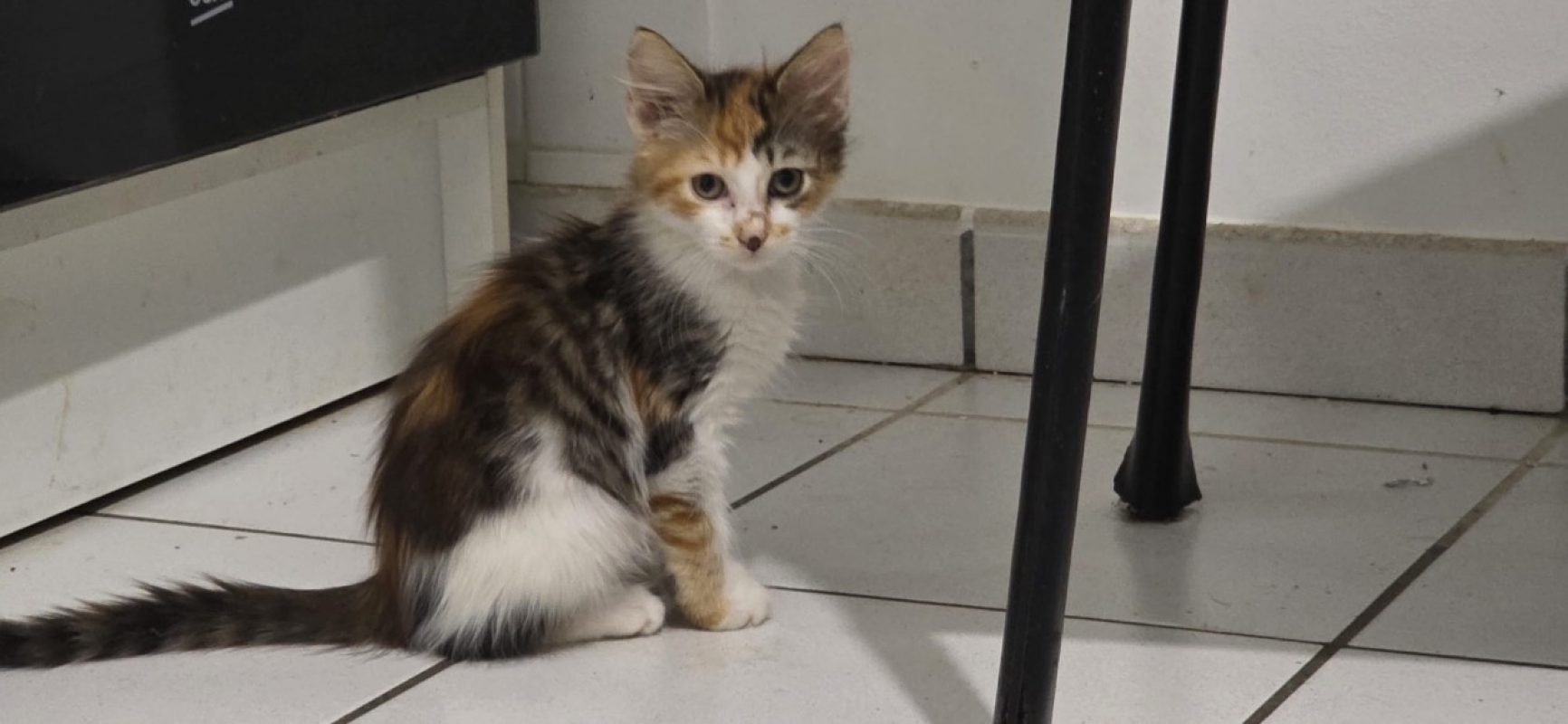 Buffy trico - Chat Européen à adopter