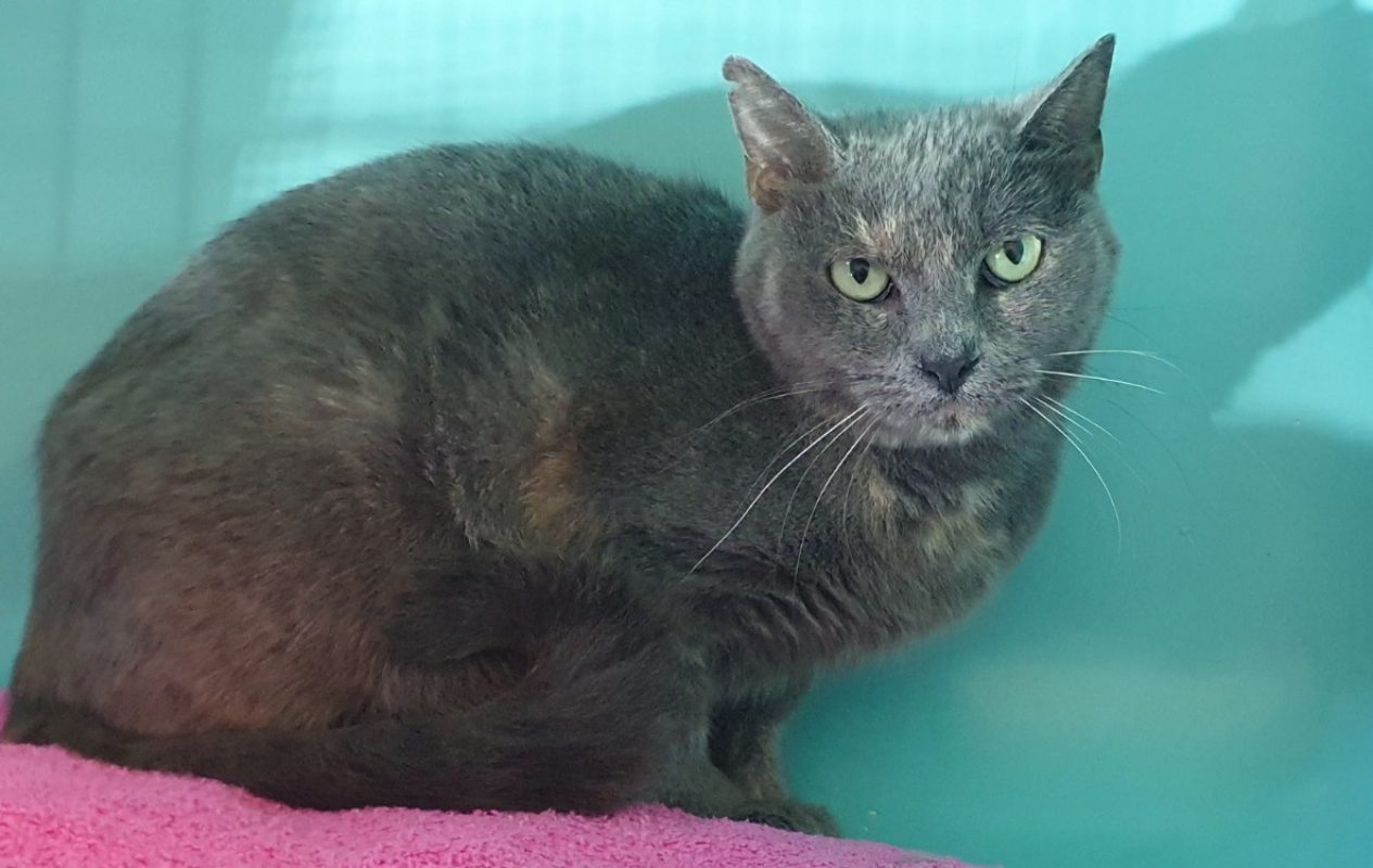 Estelle - Chat Européen à adopter