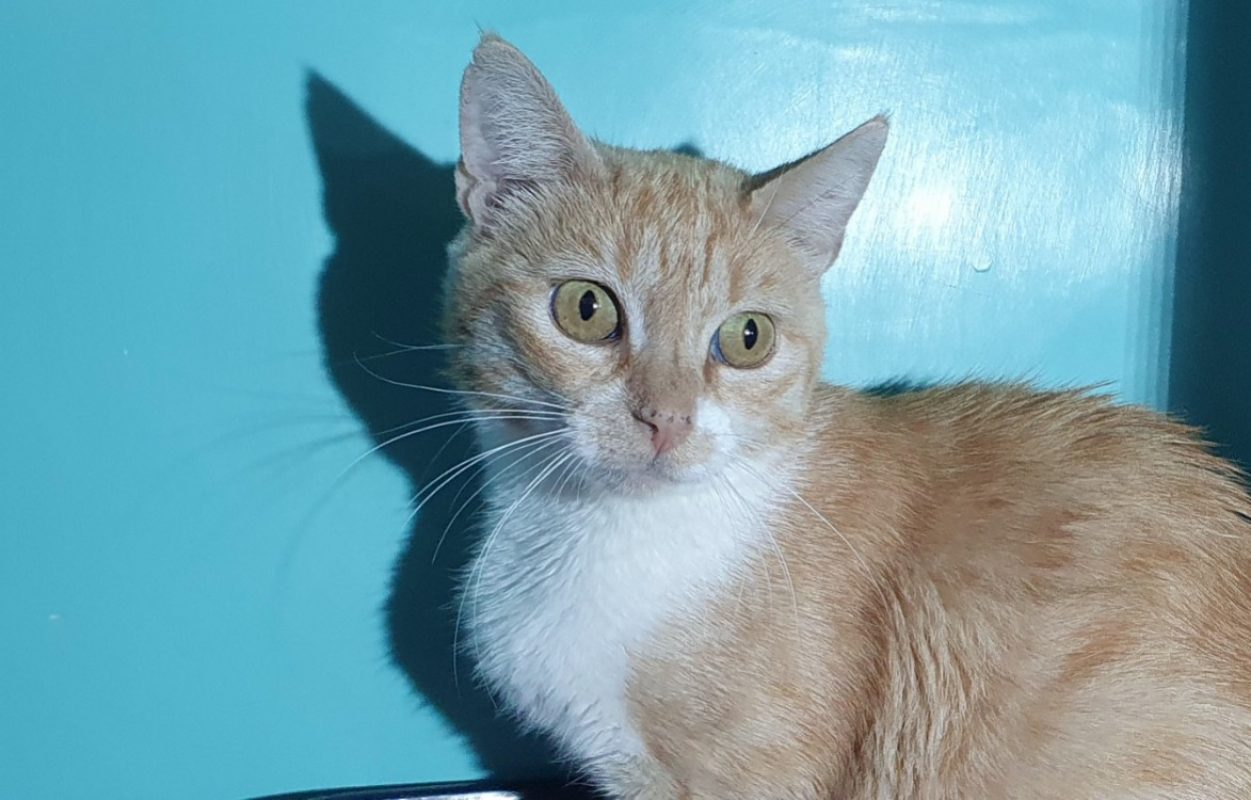 Bali - Chat Européen à adopter