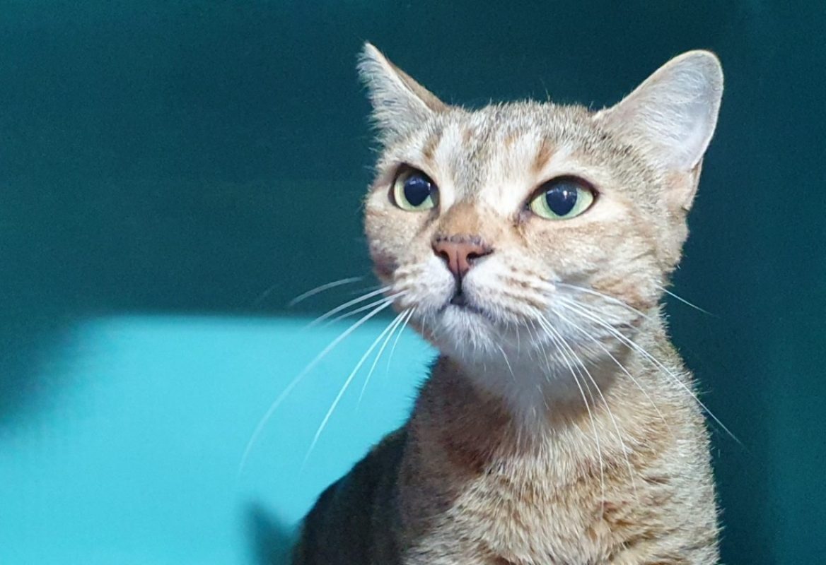 Opalya - Chat Européen à adopter