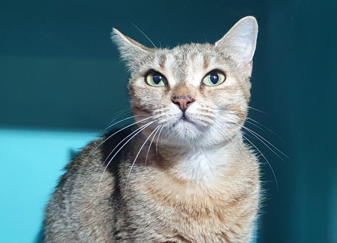 Opalya - Chat Européen à adopter - photo 2