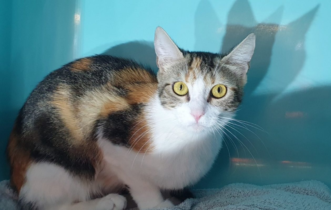 Quatre - Chat Européen à adopter