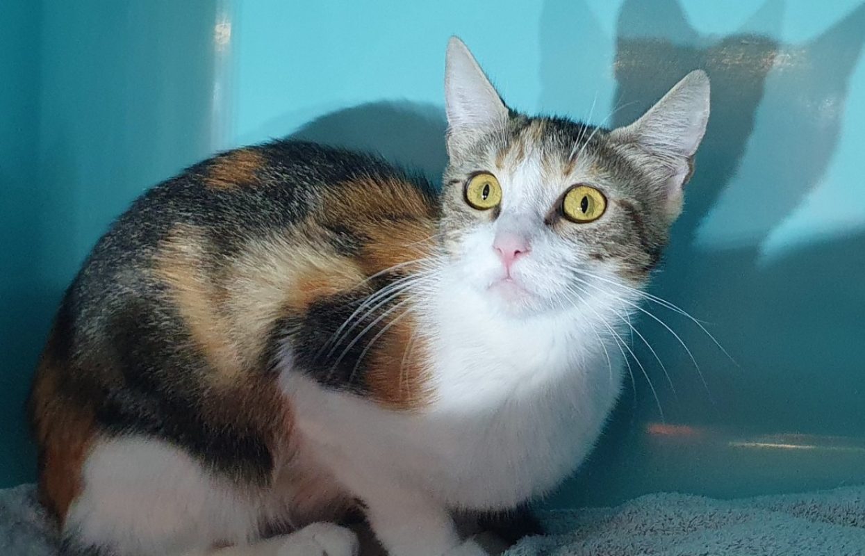 Quatre - Chat Européen à adopter - photo 2