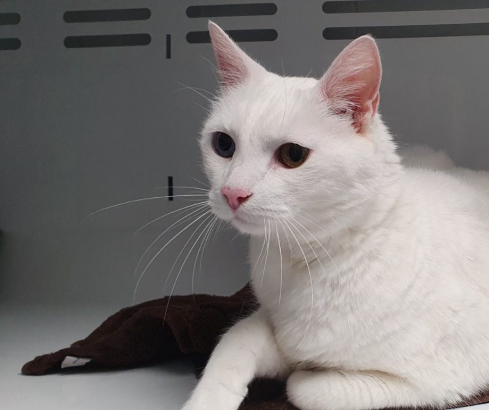 Latino - Chat à adopter