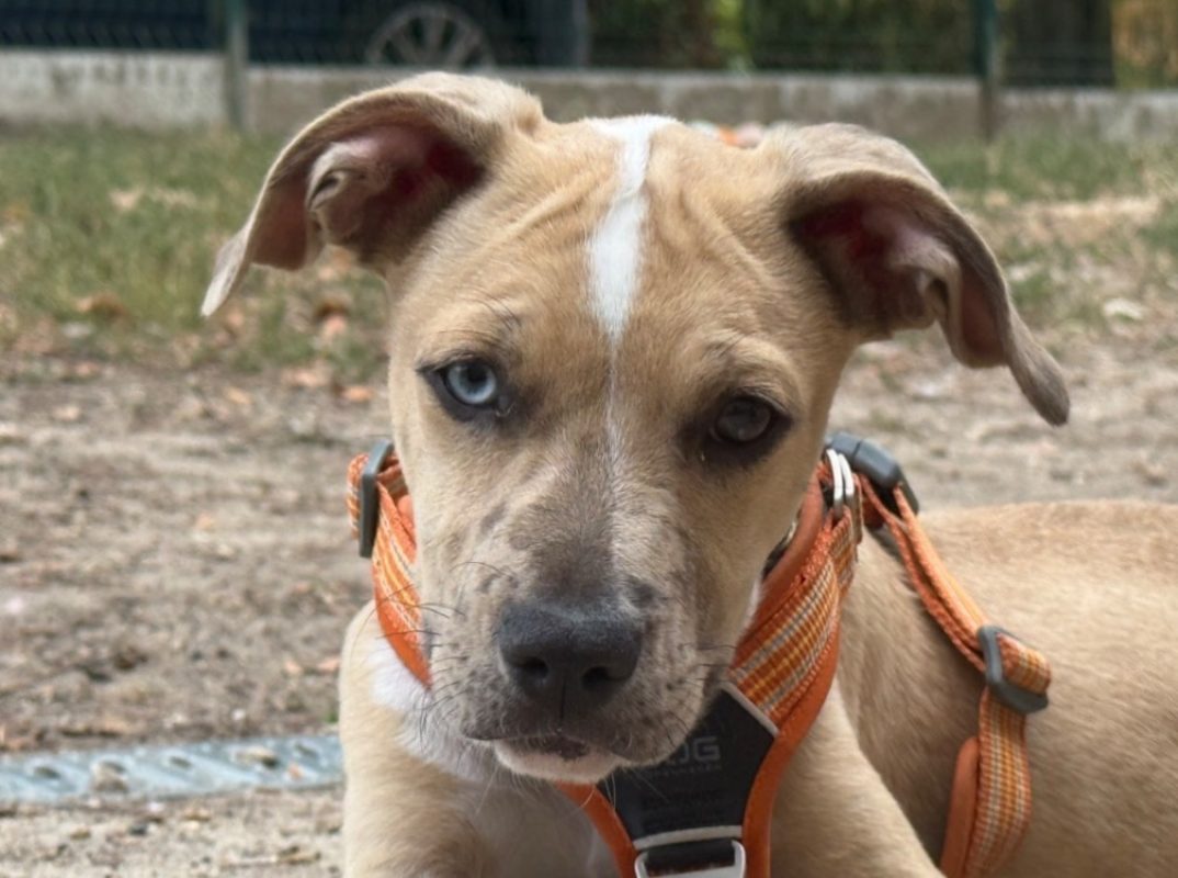 Cracker - Chien à adopter